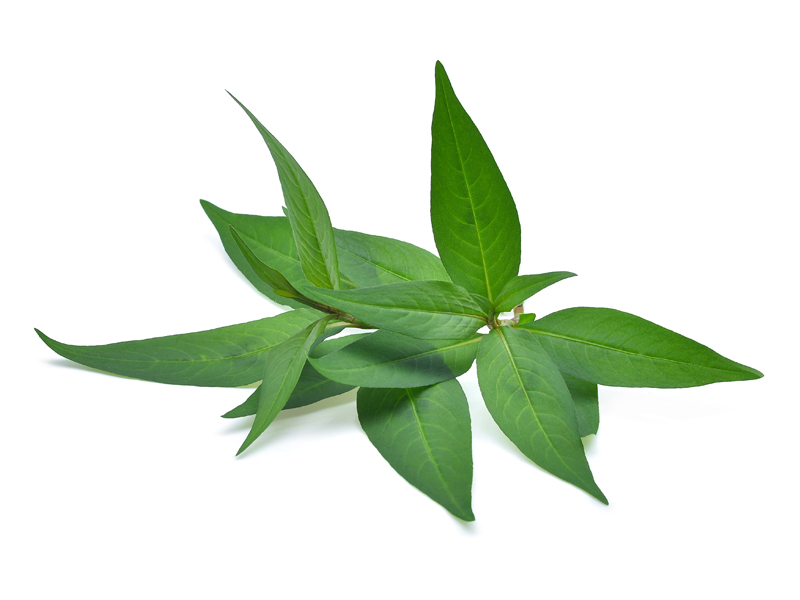 Vietnamese Mint